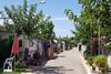 Camping Benisol